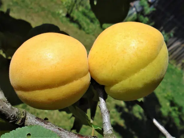 Marelica Kečkemetska ruža - zreli plodovi na grani – Foto: Silverije (CC BY-SA 4.0)