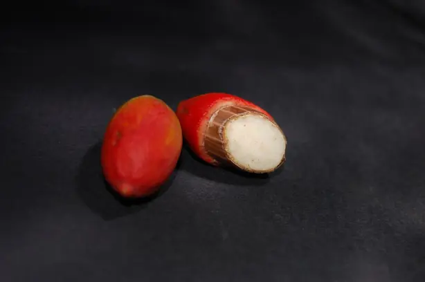 Cook Snap von kochcode-team