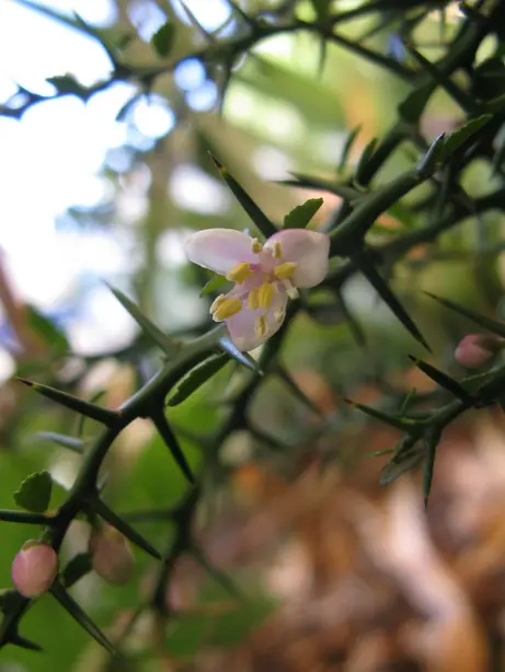 Cook Snap von kochcode-team