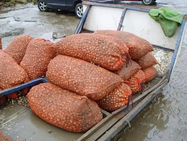 Foto von Klassische Herzmuscheln in Weißweinsud – fertig angerichtet