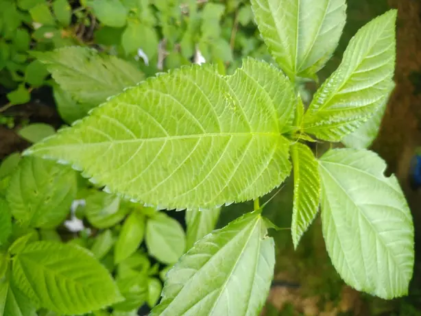 Cook Snap von kochcode-team