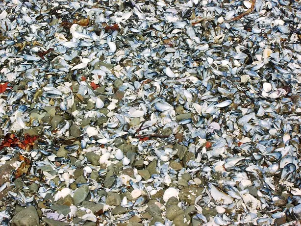 Cook Snap von kochcode-team