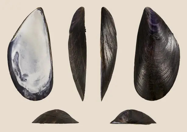 Cook Snap von kochcode-team