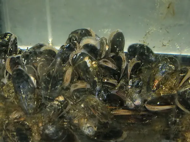 Cook Snap von kochcode-team