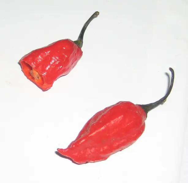 Cook Snap von kochcode-team