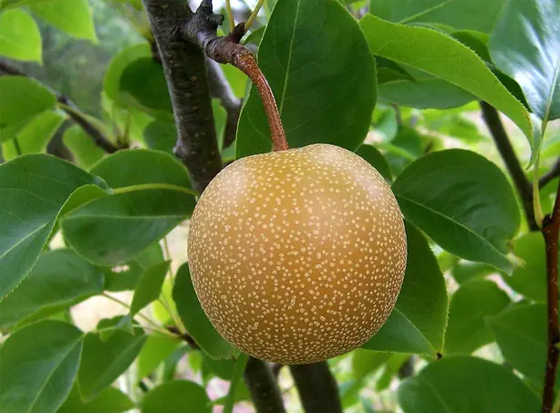 Cook Snap von kochcode-team