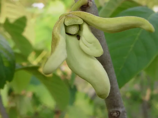 Cook Snap von kochcode-team