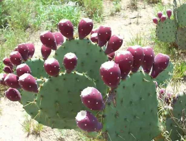 Foto von Mexikanischer Kaktusfeigen-Wein Colonche – fertig angerichtet