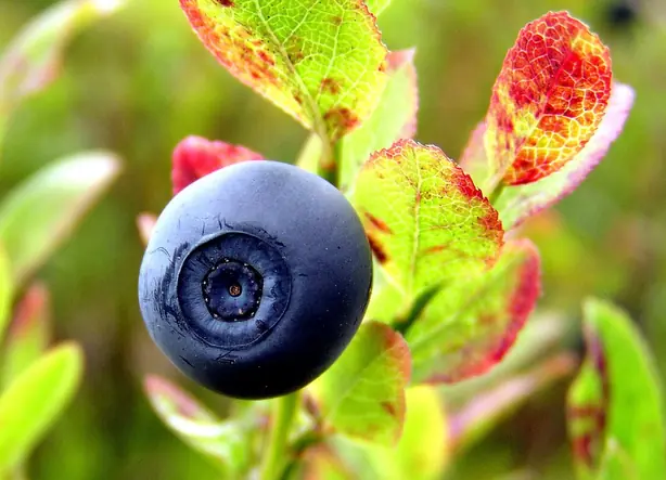 Foto von Beeren-Mix mit Vanillejoghurt – fertig angerichtet