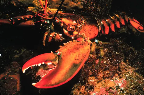 Cook Snap von kochcode-team