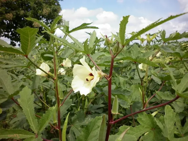 Foto von Okra-Curry aus der südindischen Küche – fertig angerichtet