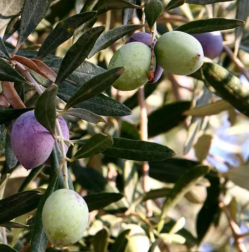 Olivesfromjordan – Foto: en:User:Nickfraser (CC BY-SA 3.0)
