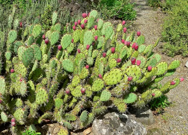 Foto von Mexikanischer Nopales-Salat mit Limette – fertig angerichtet