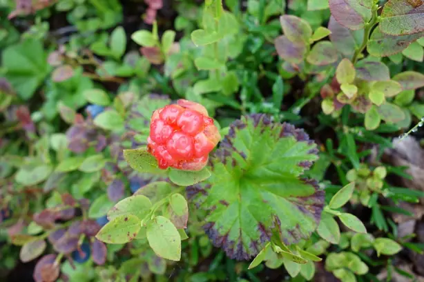 Cook Snap von kochcode-team