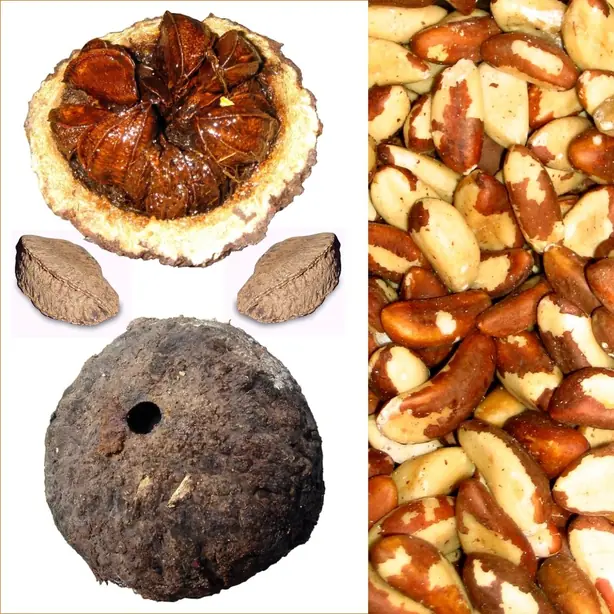 Foto von Brasilianischer Paranuss-Kuchen mit Orangenglasur – fertig angerichtet