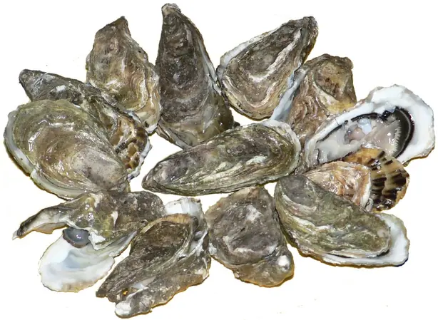 Cook Snap von kochcode-team