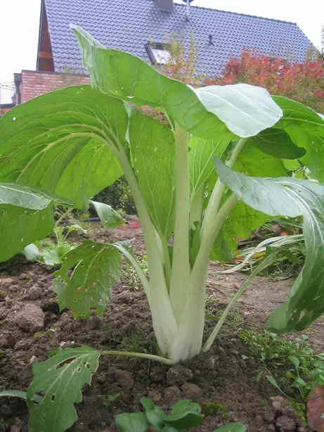 Cook Snap von kochcode-team