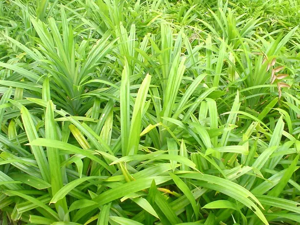 Foto von Thailändisches Pandan-Hühnchen klassisch – fertig angerichtet