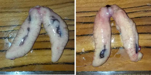 Cook Snap von kochcode-team