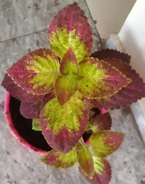 Plant – Foto: The original uploader was Soli (CC BY-SA 3.0)