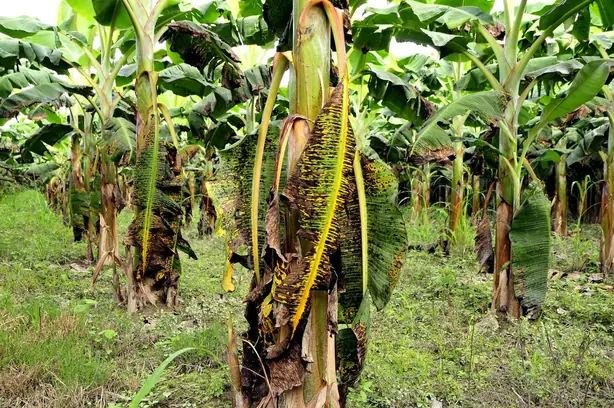 Cook Snap von kochcode-team