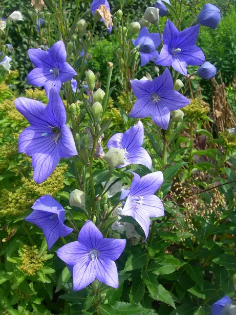 Cook Snap von kochcode-team