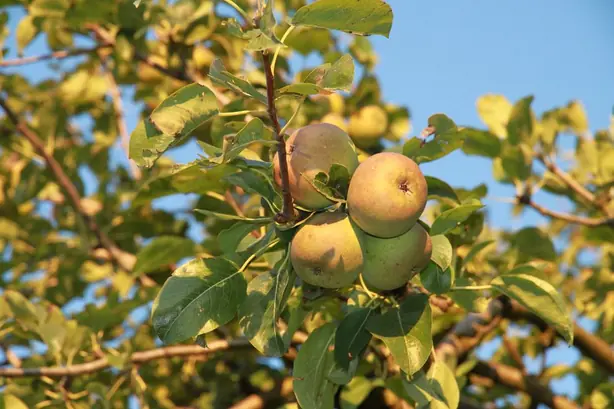 Cook Snap von kochcode-team