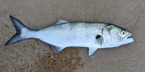 Cook Snap von kochcode-team