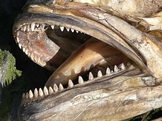 Cook Snap von kochcode-team