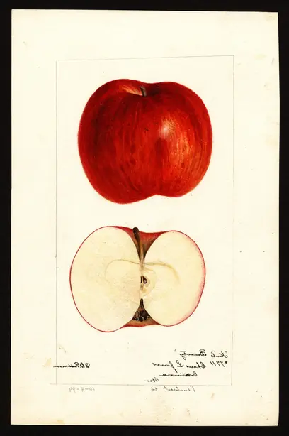 Foto von Britischer Beauty-of-Kent-Apfelkuchen – fertig angerichtet