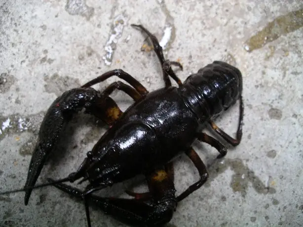 Cook Snap von kochcode-team