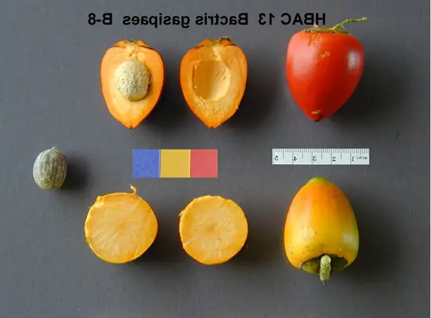 Cook Snap von kochcode-team