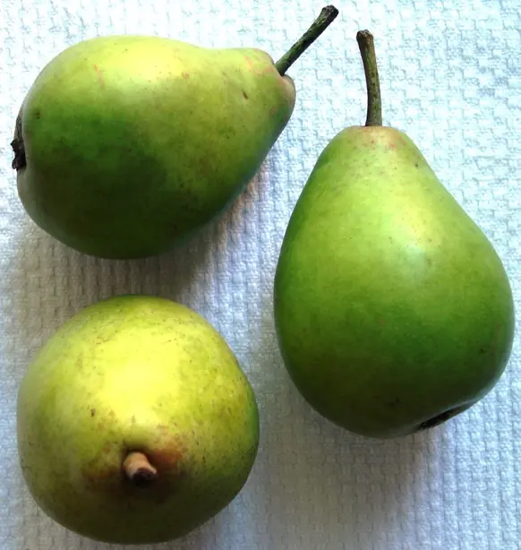 Foto von Klassische Norddeutsche Kochbirnen – fertig angerichtet