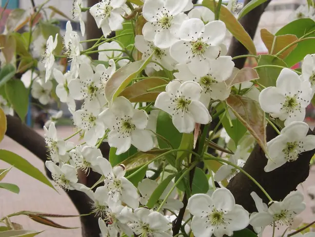 Foto von Gedämpfte Ya-Birne mit Kandis – fertig angerichtet