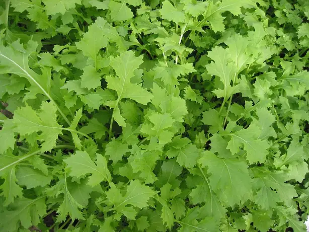 Foto von Rheinischer Stielmus-Eintopf klassisch – fertig angerichtet