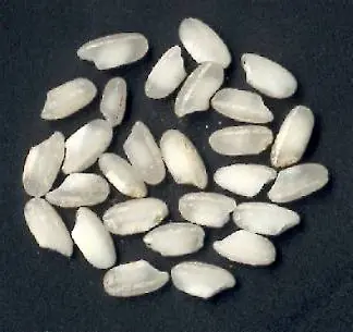 Foto von Klassisches Arborio-Risotto – fertig angerichtet