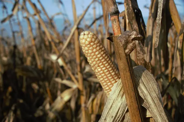 Cook Snap von kochcode-team