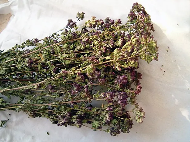 Cook Snap von kochcode-team