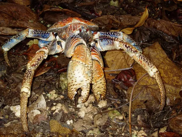 Foto von Cocos Islander Ayam Panggang – fertig angerichtet
