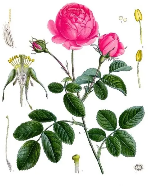 Foto von Hausgemachtes Rosenwasser destilliert – fertig angerichtet