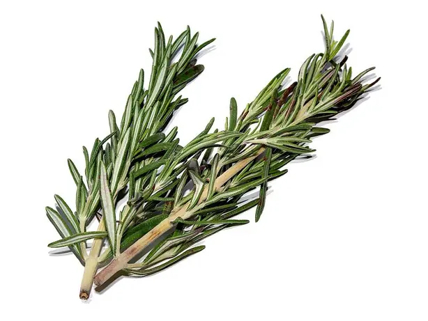 Cook Snap von kochcode-team