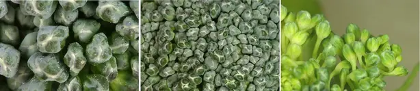 Cook Snap von kochcode-team