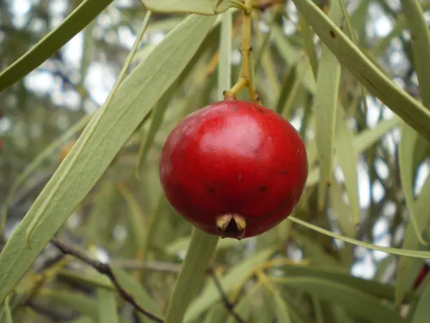 Cook Snap von kochcode-team