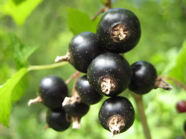 Cook Snap von kochcode-team