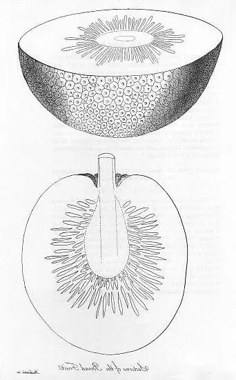 Cook Snap von kochcode-team