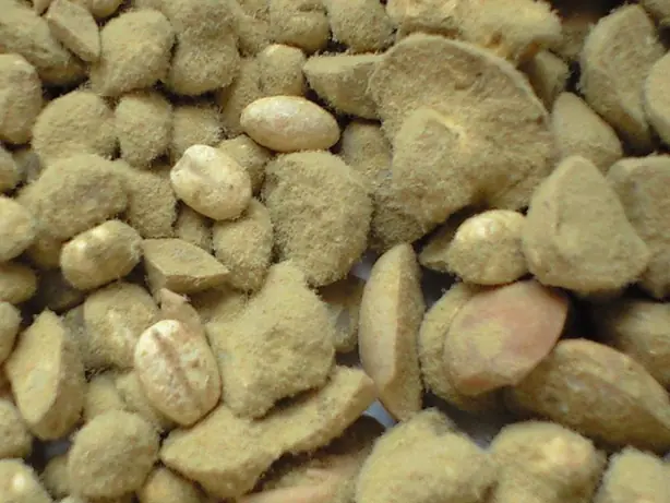 Cook Snap von kochcode-team