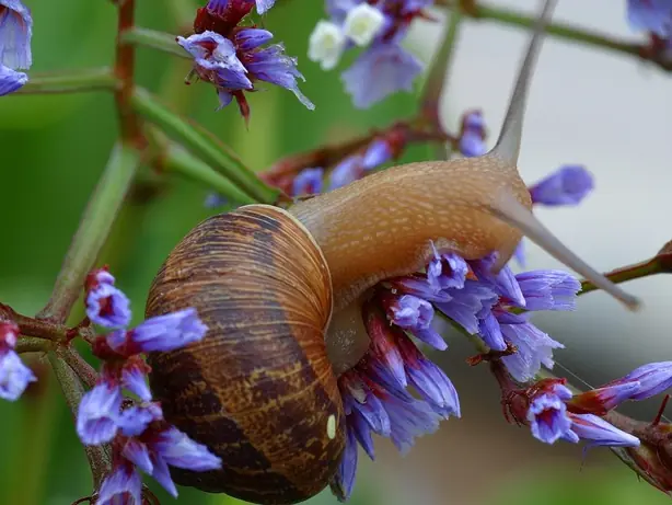 Cook Snap von kochcode-team