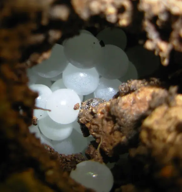 Cook Snap von kochcode-team