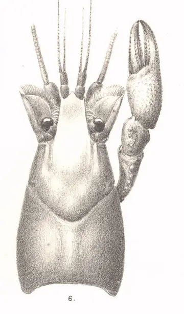 Foto von Tacos de Acocil (Mexikanische Flusskrebs-Tacos) – fertig angerichtet