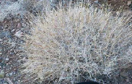 Foto von Kafbikh - Das traditionelle persische Wurzel-Baiser aus Khorasan – fertig angerichtet